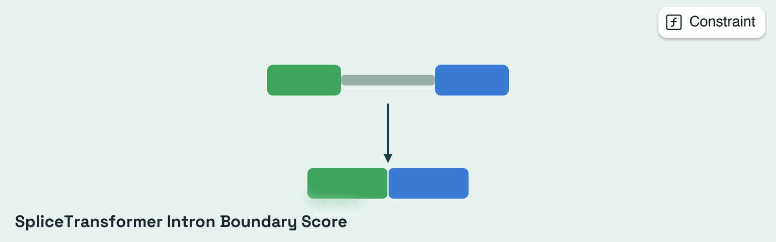 SpliceTransformer intron boundary score